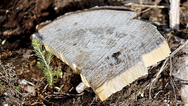 Tänä keväänä istutettavien puiden pitäisi vastata moniin odotuksiin. Edellinen puusukupolvi on kasvanut hurjaa vauhtia, mutta kuusen kohdalla saman tempun toistaminen ei ole itsestäänselvyys. (Kuvaaja: Sami Karppinen)