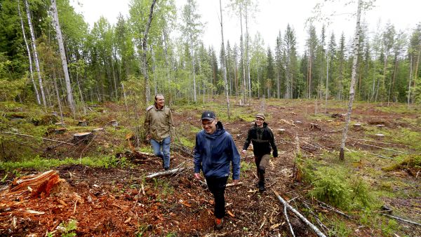 Metsäasiantuntijat Lassi Savolainen, Reijo Puttonen ja Arvo Vuorinen saavat sovitella moninaisia tavoitteita ja odotuksia yhteen Jyväskylän metsiä hoitaessaan. (Kuvaaja: Sami Karppinen)