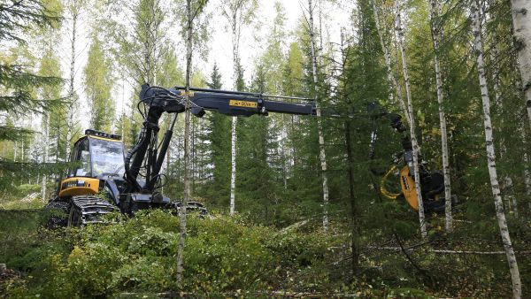 Näitä lisää. Ostajat ihmettelevät harvennusleimikoiden vähäistä tarjontaa. Niille olisi nyt kysyntää. (Kuvaaja: Sami Karppinen)