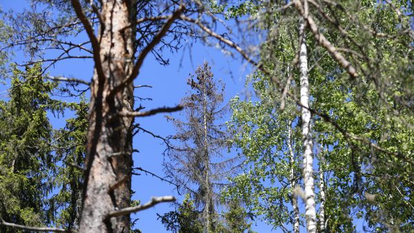 Kuusentähtikirjaajat ovat iskeytyneet kuusen latvukseen ja kuivattaneet sen. (Kuvaaja: Sami Karppinen)