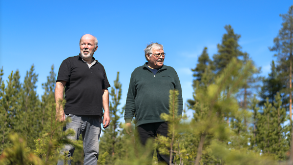 Vesa Väisänen (vas.) ja Yrjö Mattila tarkastelevat merkkejä jäkälästä aidatun jäkälänkasvatusalueen vieressä. Aidatulla alueella kasvoi ennen tiivis jäkäläpeitto, jonka toivotaan kasvavan takaisin. (Kuva: Juha Kauppinen)