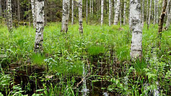 Rajauspäätöksellä suojeltaisiin jatkossa myös tulvametsiä. (Kuva: Mikko Suonio)