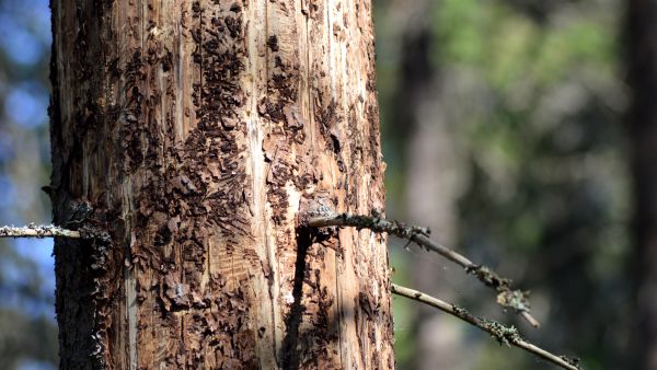 Kirjanpainajat voivat käydä kuusikon läpi viikoissa. Kuolleet puut voi myydä energiapuuksi tai jättää metsään lahoamaan, sillä ne eivät enää edistä tuhohyönteisten leviämistä. (Kuvaaja: Maria Karuvuori)