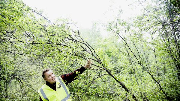 Pienpuuta voitaisiin korjata energiaksi nykyistä enemmän, sanoo Luken Lauri Sikanen. (Kuvaaja: Riikka Hurri)