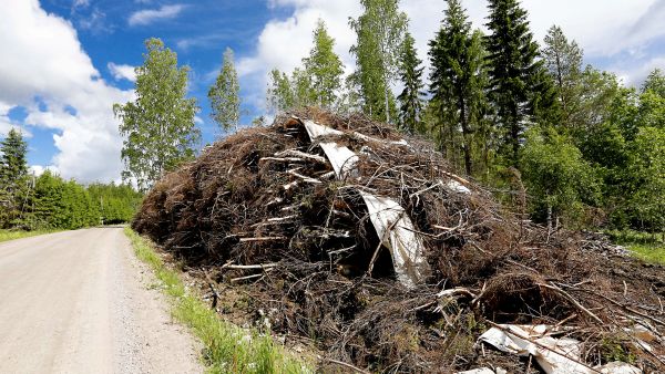 Hakkuutähteet on kuivattava palstalla ennen tienvarsivarastoon kuljettamista. Hakkuutähteiden kuiva-ainetappiot ovat usein suuret, jos varastointiaika pitkittyy. (Kuvaaja: Sami Karppinen)