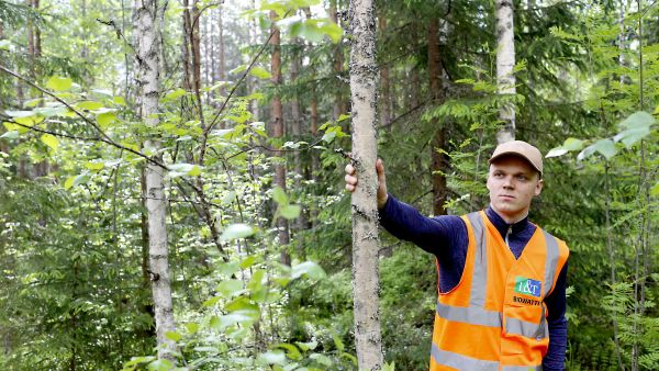 Energiapuuhakkuussa myös rungot, jotka eivät täyttäisi kuitupuun mittoja, korjataan talteen. Ennakko-raivauksessa nämä rungot jäävät pystyyn, näyttää Laanian (Lassila  Tikanojan ja Neovan yhteisyritys) metsäpalveluasiantuntija Erkki Kuosmanen. Hän esitteli energiapuun korjuuta Petäjävedellä kesäkuussa. (Kuvaaja: Sami Karppinen)