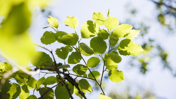 Mitään puulajia ei pidä poistaa metsästä kokonaan. (Kuvaaja: Seppo Samuli)