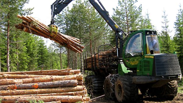 Ajokone purkaa energiapuukuormaa tienvarsivarastolla ja mittaa samalla puiden painon kuormaimeen asennetulla vaa'alla. (Kuvaaja: LukeJuha Laitila)