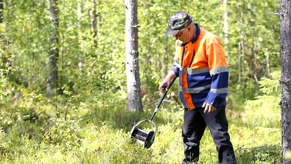 Akkutoimisella poimurilla marjastus onnistuu kyykkimättä, mikä tekee työstä huomattavasti kevyempää.  (Kuvaaja: Sami Karppinen)