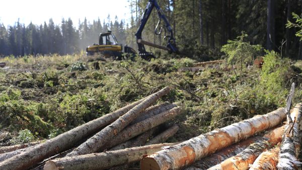 Kovin kysyntä kohdistuu tällä hetkellä kuitu- ja energiapuuhun. Tukkipuukin käy kaupaksi ja hinta on hyvällä tasolla, mutta sahatavaran kysynnän osalta talven tilanne on vielä hämärän peitossa. (Kuvaaja: Sami Karppinen)