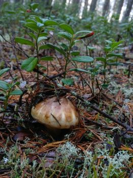 Matsutake nousee syvältä maasta ja joskus sen paljastaa kohouma sammalessa ja pilkahdus lakista. (Kuvaaja: Anu Tossavainen)