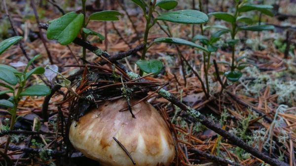 Matsutake nousee syvältä maasta ja joskus sen paljastaa kohouma sammalessa ja pilkahdus lakista. (Kuvaaja: Anu Tossavainen)