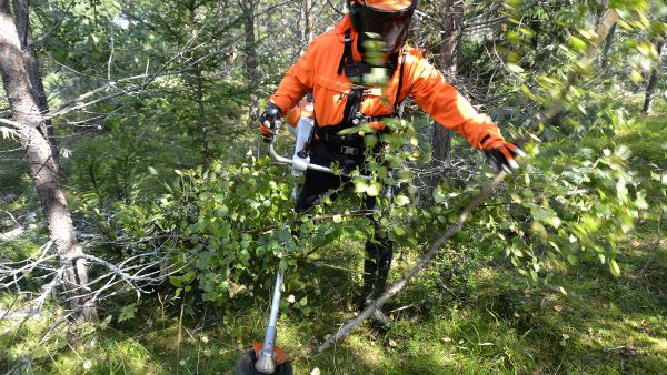 Kohde 1: Varsinainen taimikonhoito käy suhteellisen helposti, jos varhaisperkaus on aikanaan tehty. (Kuvaaja: Timo Kuha)