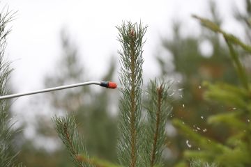 Tricon vaikutus perustuu lampaan rasvaan, minkä vuoksi taimet eivät maistu hirville. (Kuvaaja: Sami Karppinen)