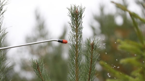 Tricon vaikutus perustuu lampaan rasvaan, minkä vuoksi taimet eivät maistu hirville. (Kuvaaja: Sami Karppinen)