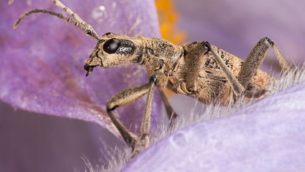 Lehtikantojäärä on nauttinut välipalakseen kylmänkukan heteitä. (Kuvaaja: Jorma Peiponen)