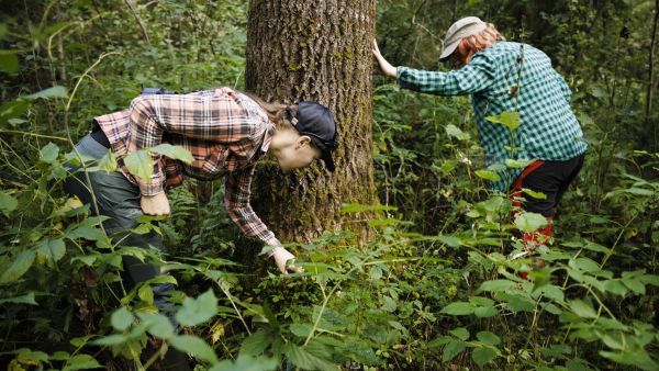 Tea Heikkinen (vas.) ja Tiina Lintuharju etsivät potentiaalisen pesähaavan juurelta merkkejä liito-oravasta. Yleensä liito-orava havaitaan papanakasoista. Parhaiten ne löytyvät kevättalvella, kun siitepöly värjää ulosteen keltaiseksi. (Kuvaaja: Seppo Samuli)