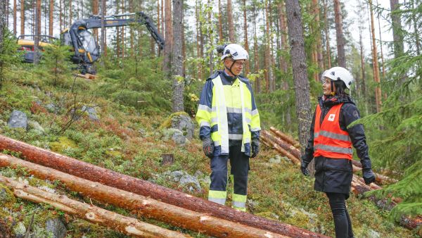 Uusimman remontin ansiosta sellutehtaan puuntarve kasvaa entisestään. Stora Enson Varkauden tehtaan johtaja Jarkko Tehomaa ja Stora Enson Itä-Suomen aluejohtaja Heidi Hämäläinen hakkuutyömaalla Leppävirralla. (Kuvaaja: Sami Karppinen)