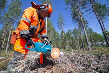 Makita XGT-moottorisaha on akkusahojen vahvimmasta päästä. Teho riittää mainiosti järeänkin puun sahaamiseen. (Kuvaaja: Mikko Riikilä)