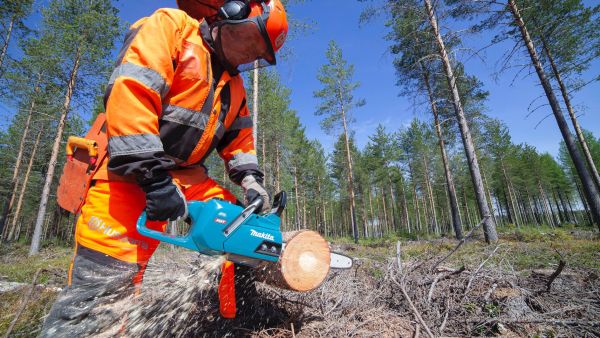 Makita XGT-moottorisaha on akkusahojen vahvimmasta päästä. Teho riittää mainiosti järeänkin puun sahaamiseen. (Kuvaaja: Mikko Riikilä)