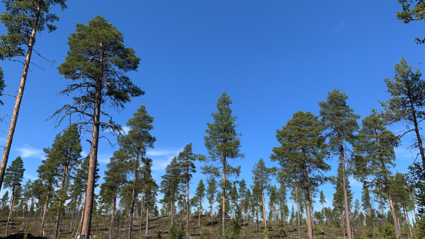 Inarissa ylispuunpoistoon taimikon yltä ei heru tarjouksia ja syyksi annetaan maineriski. Kuvan Ivalossa sijaitseva siemenpuumännikkö ei liity tapauksiin. (Kuva: Tiia Puukila)