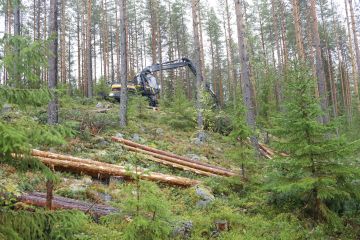 Kohmansalon Metsäkuljetuksen kotipaikka on Leppävirralla. Yritys korjaa lähipitäjien alueelta puuta Stora Enson Varkauden tehtaille ja muille Stora Enson Itä-Suomen laitoksille. (Kuva: Sami Karppinen)