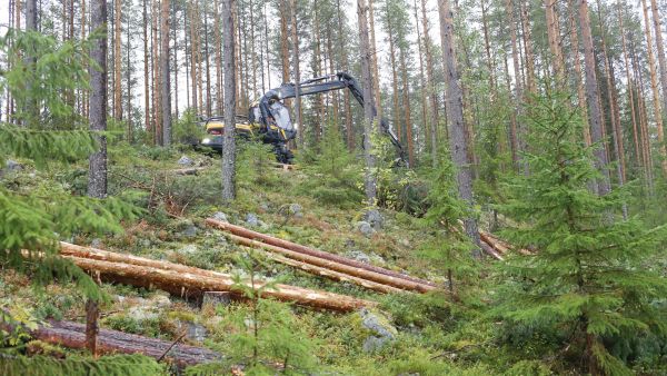 Kohmansalon Metsäkuljetuksen kotipaikka on Leppävirralla. Yritys korjaa lähipitäjien alueelta puuta Stora Enson Varkauden tehtaille ja muille Stora Enson Itä-Suomen laitoksille. (Kuva: Sami Karppinen)