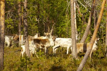 Muddusjärven paliskunnan mukaan metsästys häiritsee alueen poronhoitoa. (Kuva Tero Sivula)