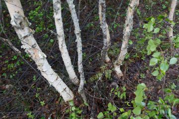 Metsä jäi hoitamatta ja metsänomistaja sai kemeratukien sijasta ehdollisen vankeustuomion. Kuvan metsä ei liity tapaukseen. (Kuvaaja: Sami Karppinen)