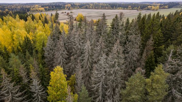 Nastolan kuusikon kasvupaikka on lehtomaista tai tuoretta kangasta eli mitä sopivinta kuuselle. Silti suuria kuusia kuolee joukolla. (Kuvaaja: Seppo Samuli)