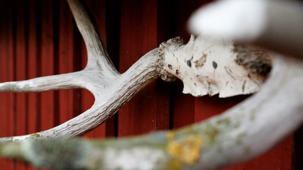 Tästä kaikki alkoi. Esko Poutasen kaataman metsästysseuran ensimmäisen hirven sarvet ovat yhä tallella.  