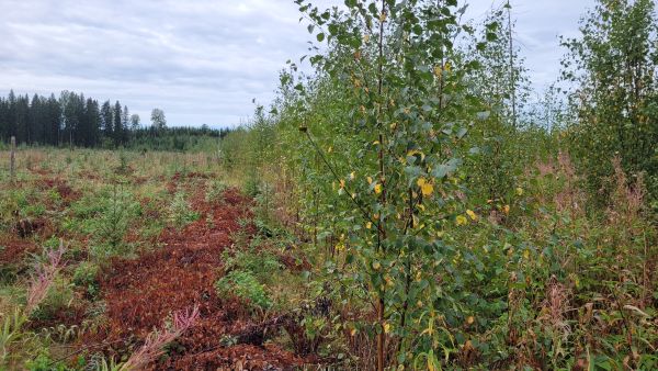 Osa tutkimustaimikosta raivattiin eli varhaisperattiin tänä kesänä. Vasemmalla kuusentaimien kansoittama perattu osa, oikealla lehtipuuntaimien hallitsema raivaamaton alue. (Kuva Karri Uotila)