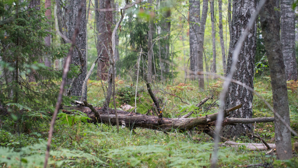 Suojeltava alue on monimuotoinen sekametsä. Alueen nimeksi tulee Blue Forest Von Hertzen Brothers -yhtyeen kahdeksannen levyn mukaan. (Kuva: Johanna Viitanen)