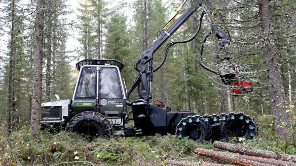 Ensiharvennusten viivyttäminen lisää metsätuhojen riskiä. (Kuva Sami Karppinen)