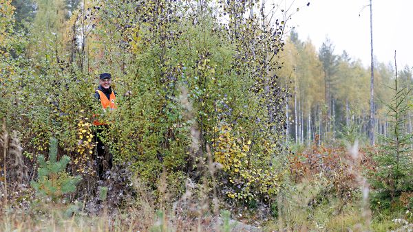 Varhaisperkausvaiheessa raivattavan kuvion reunan tuntumaan jätetty tiheikkö tarjoaa suojaa linnuille ja eläimille välittömästi, mutta tiheikön merkitys korostuu ajan myötä. Stora Enson metsänhoitopäällikkö Kari Kuusniemi näkee, että tiheikköjen jättämisessä raivauksen yhteydessä on kyse ennen kaikkea ajattelutavan muutoksesta. (Kuva Sami Karppinen)