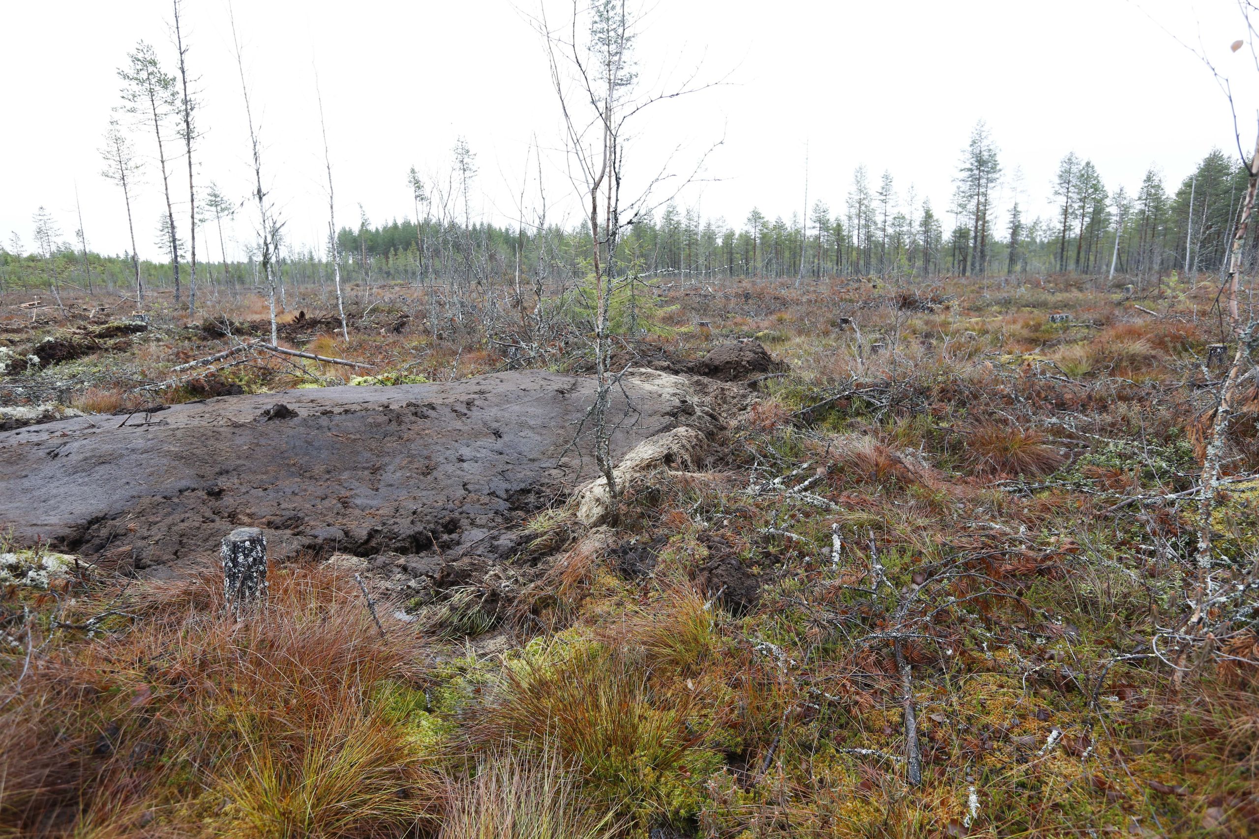 Puuntuotannollisesti heikkotuottoisten suometsien ennallistaminen on yksi keino lisätä luonnon monimuotoisuutta. Kuvassa Tornatorin omistamaa metsää Pieksämäellä, jossa turvemaametsää ennallistettiin lokakuun lopussa patomalla ojat. Puusto oli korjattu metsästä viime talvena. (Kuvaaja: Sami Karppinen)