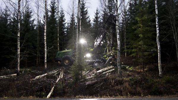 Koivukuidun markkina käy kuumana. Juha Mensonen korjaa koivua 1,8 hehtaarin energiapuukohteella Kehvossa, Siilinjärvellä. (Kuvaaja: Matias Honkamaa)