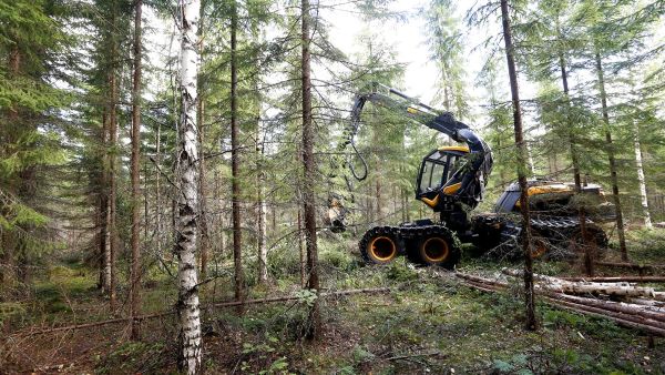 Kuusen kasvupaikoilla kannattaa yleensä pyrkiä sekapuustoisuuteen. Sekametsät kestävät erilaisia tuhonaiheuttajia paremmin kuin yhden puulajin metsät. (Kuvaaja: Sami Karppinen)