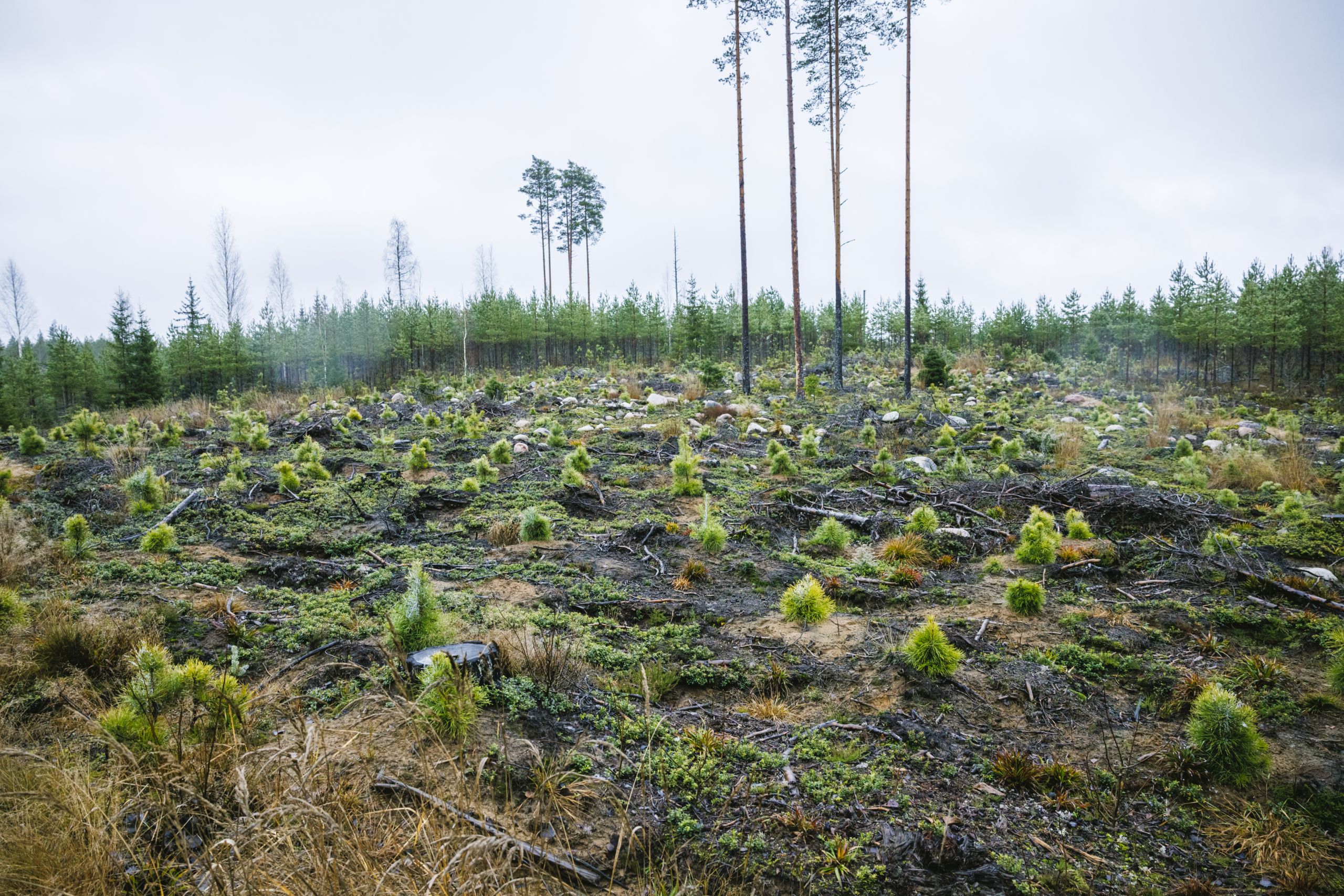 Pari vuotta sitten istutetusta männyntaimikosta tuskin löytyy sellaista taimea, jota hirvi ei olisi syönyt. (Kuvaaja: Seppo Samuli)