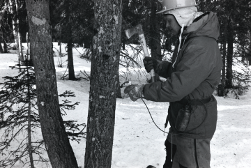 Kemiallinen haapavesakon torjunta oli tavanomaista vuonna 1989 ja siihen ohjeistettiin ensimmäisissä metsänhoitosuosituksissa. Kuvassa haavan runkoon isketään koloja, joihin ruiskutetaan vesakontorjunta-ainetta. (kuva: LUSTO/ Metsähallituksen Kehittämisjaoston kokoelma/Tapani Pohjola)