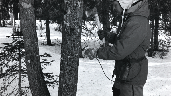 Kemiallinen haapavesakon torjunta oli tavanomaista vuonna 1989 ja siihen ohjeistettiin ensimmäisissä metsänhoitosuosituksissa. Kuvassa haavan runkoon isketään koloja, joihin ruiskutetaan vesakontorjunta-ainetta. (kuva: LUSTO/ Metsähallituksen Kehittämisjaoston kokoelma/Tapani Pohjola)