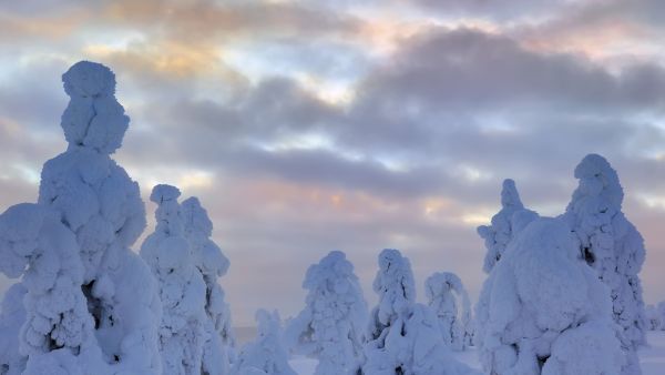 Tykkymetsä syntyy, kun kosteus huurtuu puihin. Joulukorttimaisemaksi se muuttuu vasta korkeapaineen aikaan pilvien hajotessa. (Kuva: Jorma Luhta)