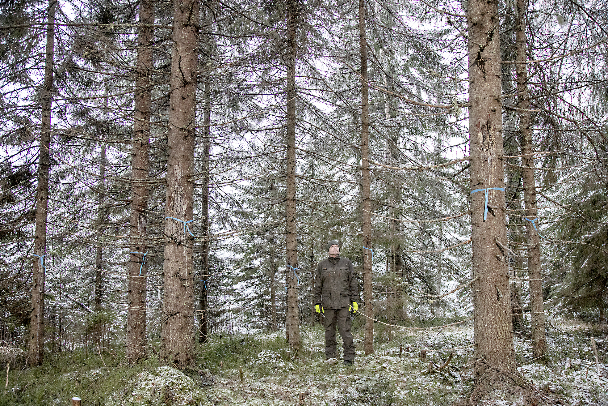 Nurmeslaisen metsänomistajan  Juha Lipposen kuusikossa hirvet ovat repineet kuusen tyvitukeista kuoren. Samankaltaista tuhoa on havaittu eri puolilla Pohjois-Karjalaa. (Kuvaaja: Harri Mäenpää)