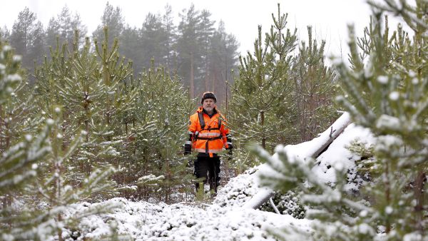 Jorma Javanainen on raivannut kertaalleen tämän Tapani-myrskyn seurauksena perustetun kolmentoista hehtaarin mäntytaimikon. ”Tähän tulen vielä kahdesti raivaussahan kanssa. Parin kolmen vuoden päästä kylvötuppaiden harvennus ja sen jälkeen vielä yksi taimikon harvennus ennen ainespuun korjuuta.” (Kuva Sami Karppinen)