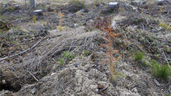 Eniten istutusten onnistumiseen vaikuttavat istutusaika, taimien pakkaus- ja säilytystapa sekä muokkaus. (Kuvaaja: Sami Karppinen)