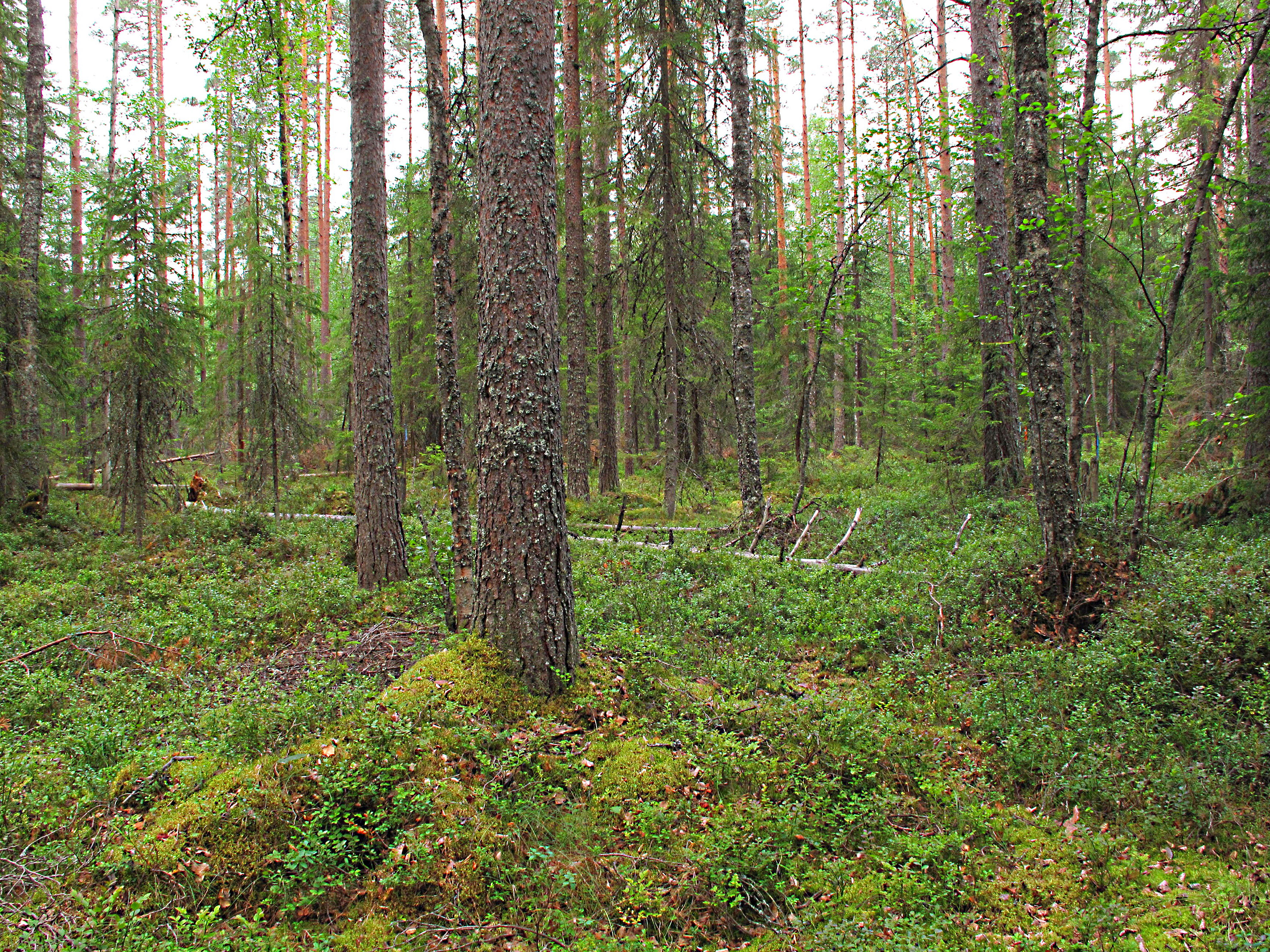 Puolukkaturvekangas I on Suomen yleisin turvekangastyyppi. (Kuvaaja: Hannu Nousiainen)