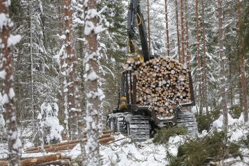 Ylivoimakkaat harvennukset näkyvät puuntuoton menetyksinä varsinkin männiköissä. (Kuvaaja: Sami Karppinen)