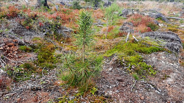 Syypää taimen pensastumiseen on todennäköisesti peltolude.