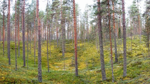 Viime vuosien kuivat kesät ovat hidastaneet varsinkin männiköiden kasvua.