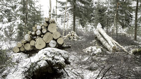 Ajokasat pyrit- tiin nostamaan mahdollisim- man korkealle hyödyntämällä maastoa, kuten mättäitä ja tuulenkaatojen juuripaakkuja aluspuilla.